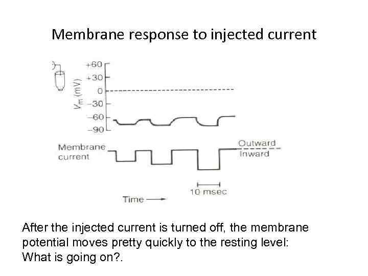 Membrane response to injected current After the injected current is turned off, the membrane