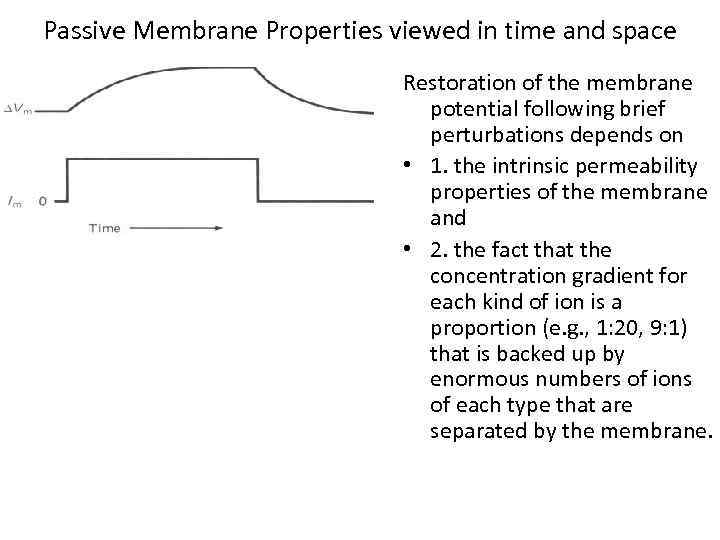 Passive Membrane Properties viewed in time and space Restoration of the membrane potential following