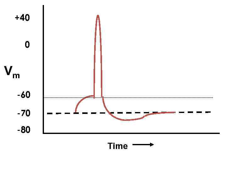 +40 0 Vm -60 -70 -80 Time 