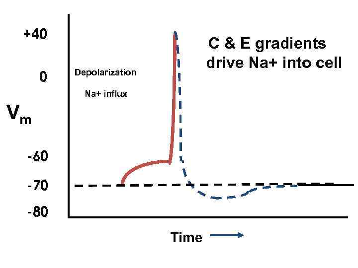 +40 0 C & E gradients drive Na+ into cell Depolarization Na+ influx Vm