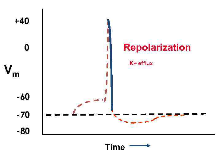 +40 0 Repolarization K+ efflux Vm -60 -70 -80 Time 