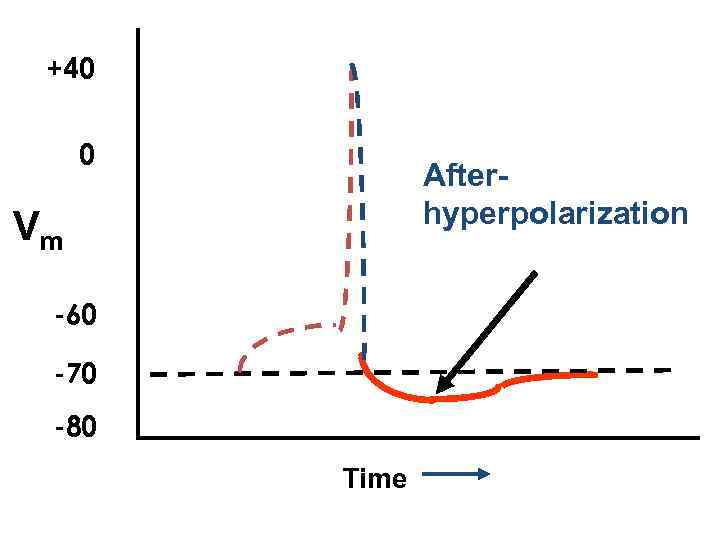 +40 0 Afterhyperpolarization Vm -60 -70 -80 Time 