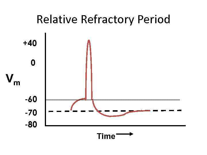 Relative Refractory Period +40 0 Vm -60 -70 -80 Time 