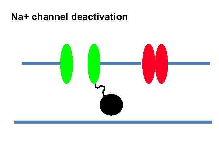 Na+ channel deactivation 