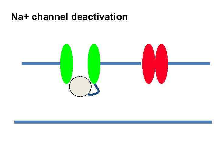 Na+ channel deactivation 