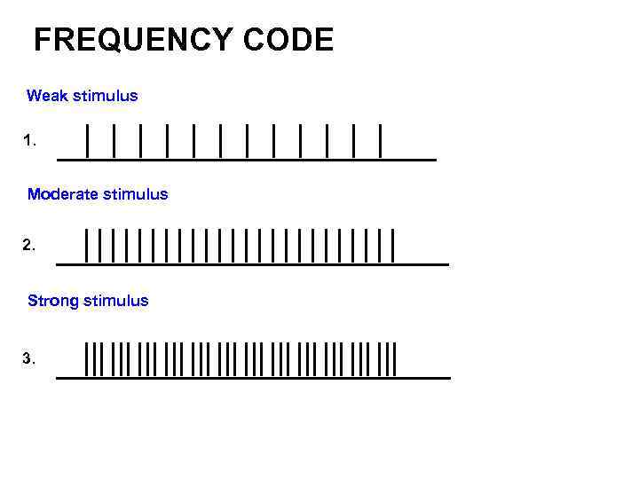 FREQUENCY CODE Weak stimulus 1. Moderate stimulus 2. Strong stimulus 3. 