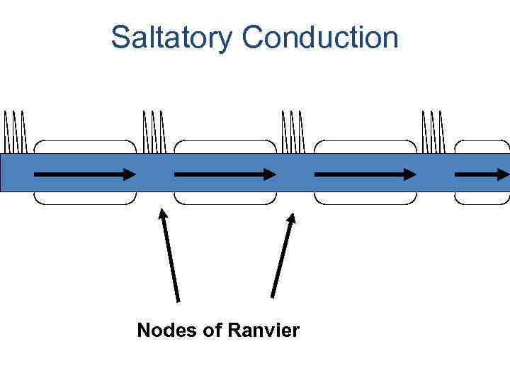 Saltatory Conduction Nodes of Ranvier 