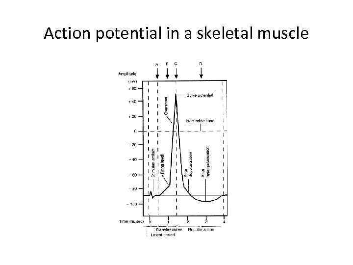 Action potential in a skeletal muscle 