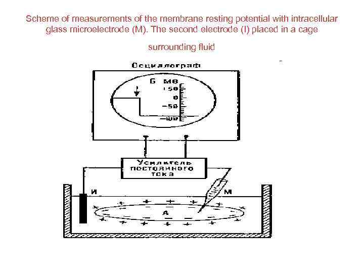 Scheme of measurements of the membrane resting potential with intracellular glass microelectrode (M). The