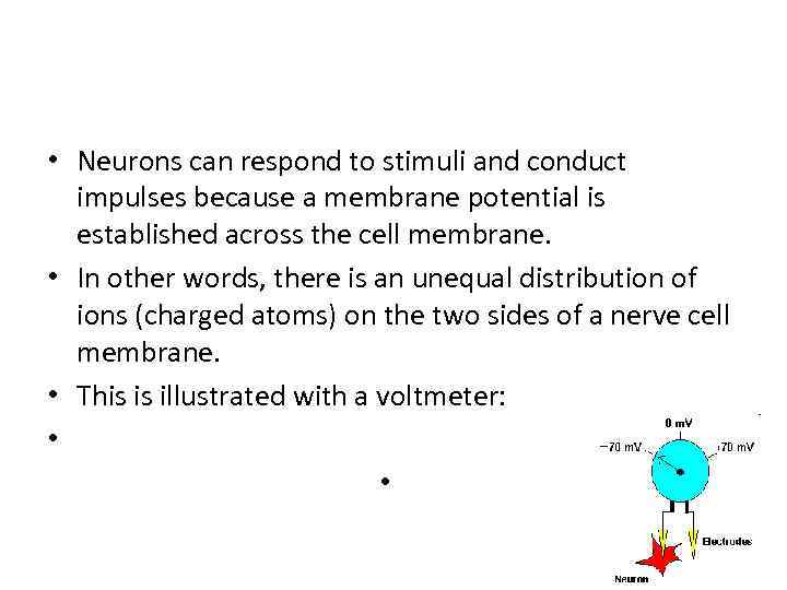  • Neurons can respond to stimuli and conduct impulses because a membrane potential