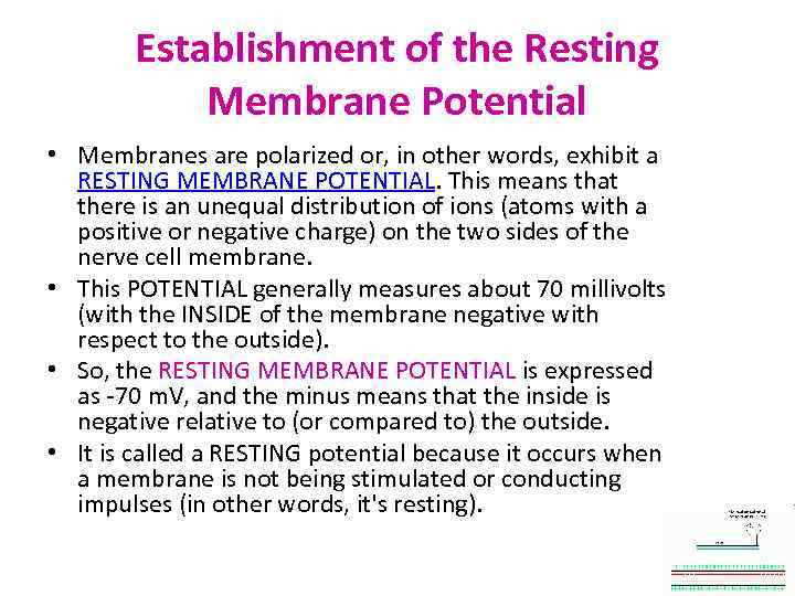 Establishment of the Resting Membrane Potential • Membranes are polarized or, in other words,