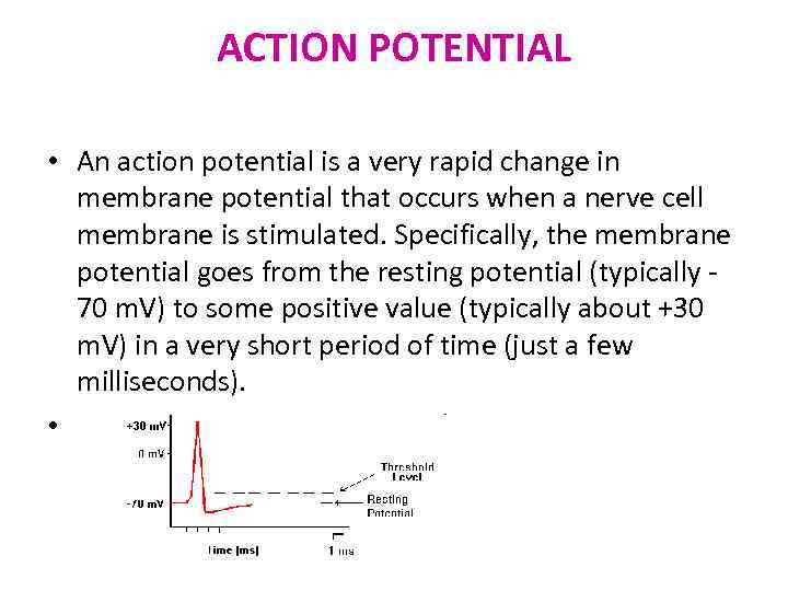 ACTION POTENTIAL • An action potential is a very rapid change in membrane potential