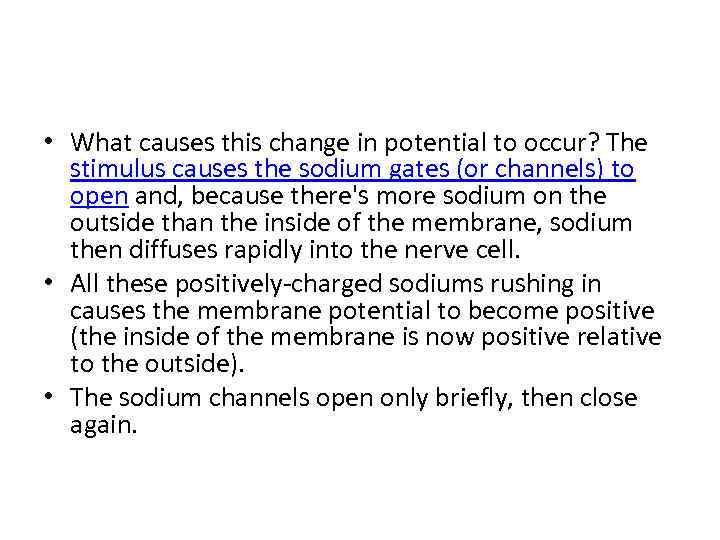  • What causes this change in potential to occur? The stimulus causes the