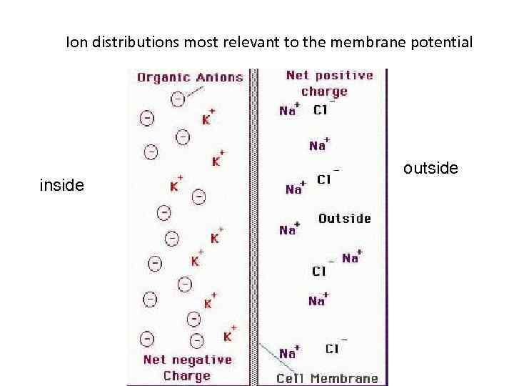 Ion distributions most relevant to the membrane potential inside outside 