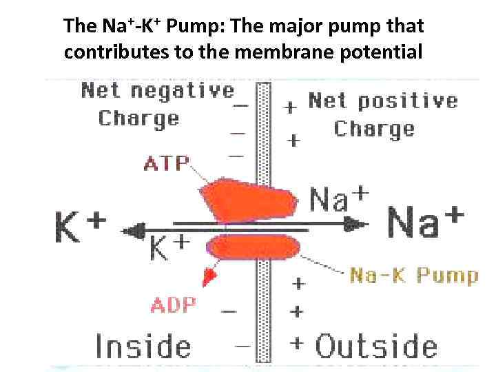 The Na+-K+ Pump: The major pump that contributes to the membrane potential 