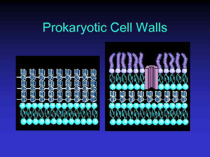 Prokaryotic Cell Walls 