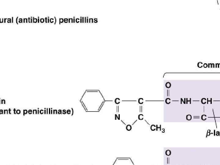 Penicillins Fig 20. 6 Figure 20. 6 
