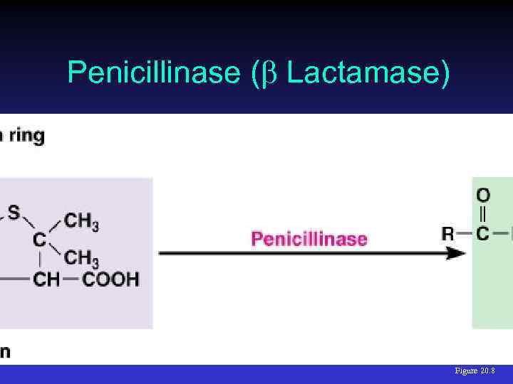 Penicillinase ( Lactamase) Figure 20. 8 