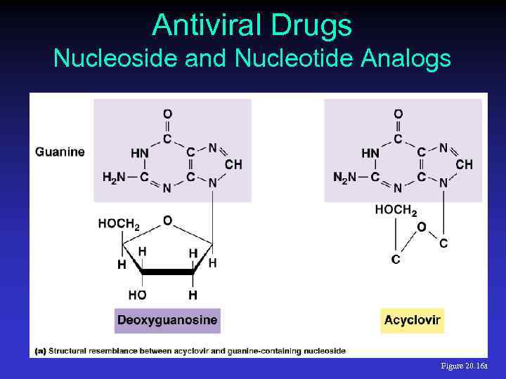 Antiviral Drugs Nucleoside and Nucleotide Analogs Figure 20. 16 a 
