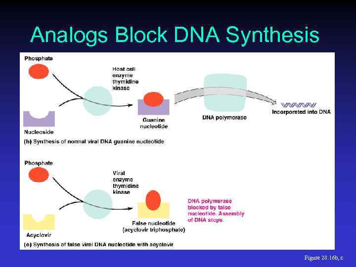Analogs Block DNA Synthesis Figure 20. 16 b, c 