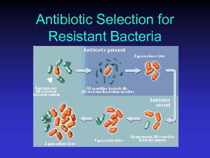 Antibiotic Selection for Resistant Bacteria 