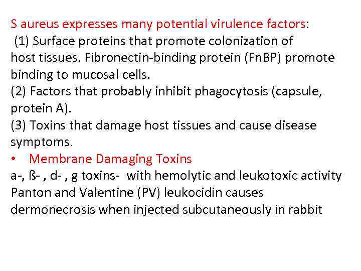 S aureus expresses many potential virulence factors: (1) Surface proteins that promote colonization of