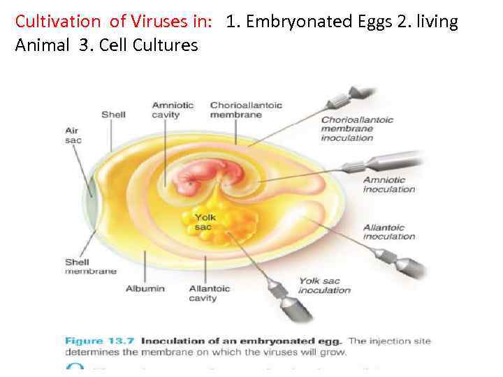 Cultivation of Viruses in: 1. Embryonated Eggs 2. living Animal 3. Cell Cultures 