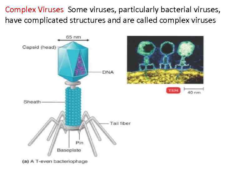 Complex Viruses Some viruses, particularly bacterial viruses, have complicated structures and are called complex