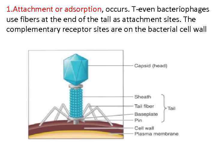 1. Attachment or adsorption, occurs. T-even bacteriophages use fibers at the end of the