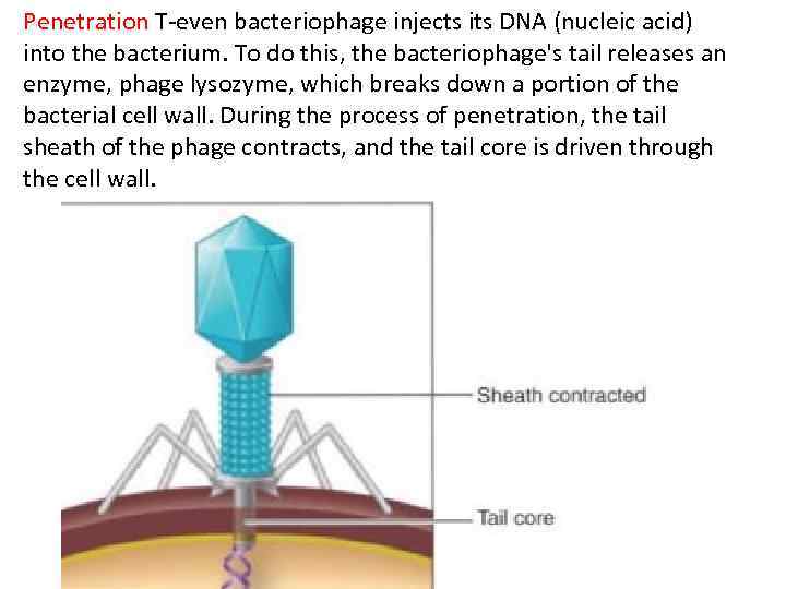 Penetration T-even bacteriophage injects its DNA (nucleic acid) into the bacterium. To do this,