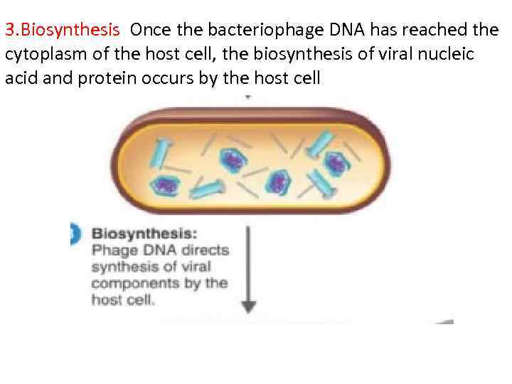 3. Biosynthesis Once the bacteriophage DNA has reached the cytoplasm of the host cell,