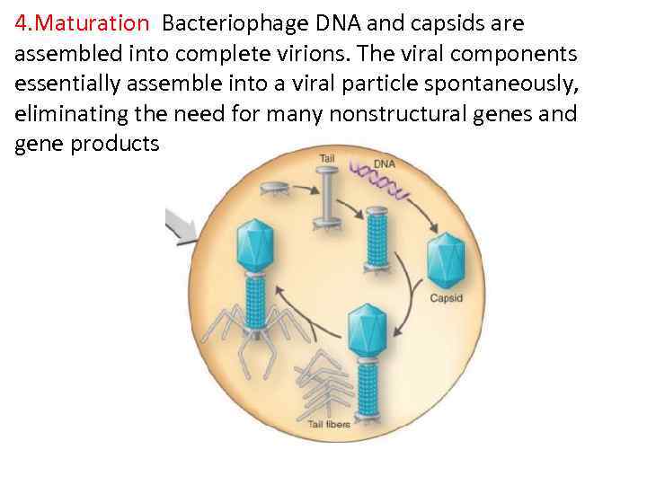 4. Maturation Bacteriophage DNA and capsids are assembled into complete virions. The viral components