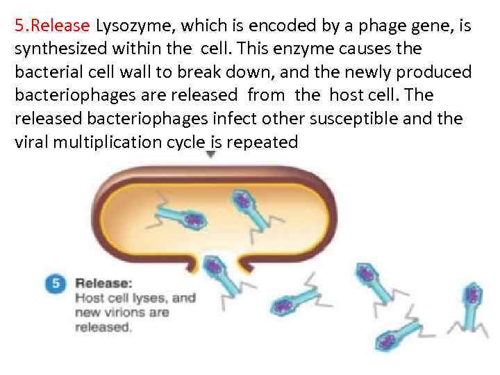 5. Release Lysozyme, which is encoded by a phage gene, is synthesized within the