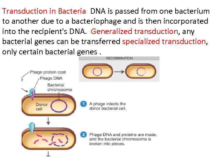 Transduction in Bacteria DNA is passed from one bacterium to another due to a