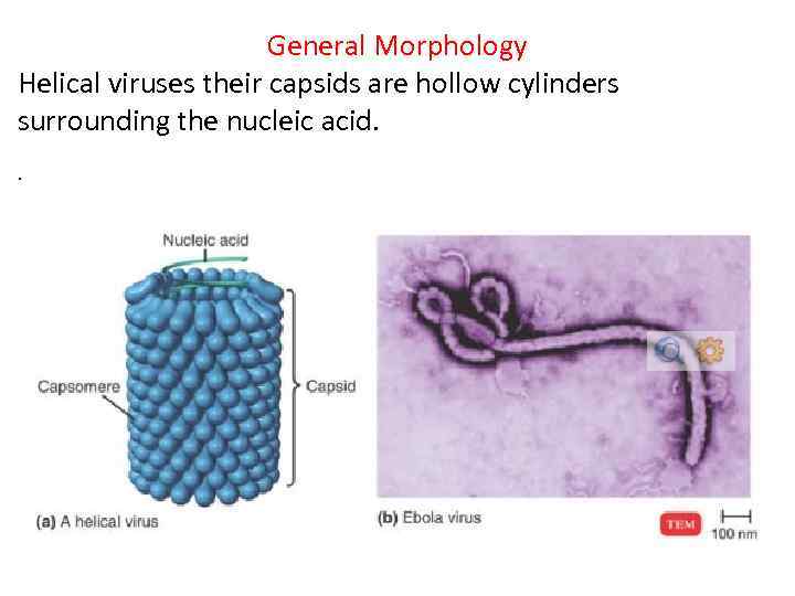 General Morphology Helical viruses their capsids are hollow cylinders surrounding the nucleic acid. .