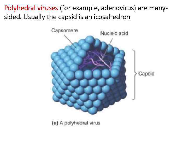 Polyhedral viruses (for example, adenovirus) are manysided. Usually the capsid is an icosahedron 