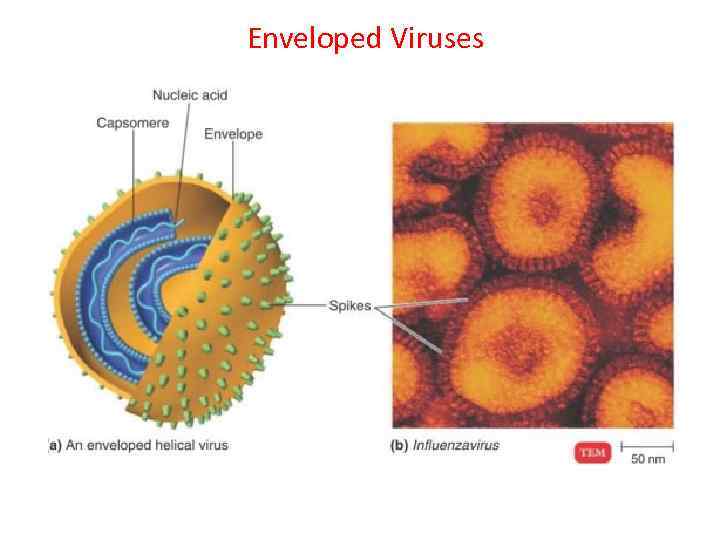 Enveloped Viruses 