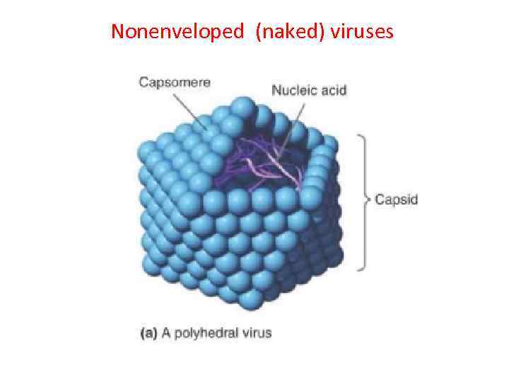 Nonenveloped (naked) viruses 