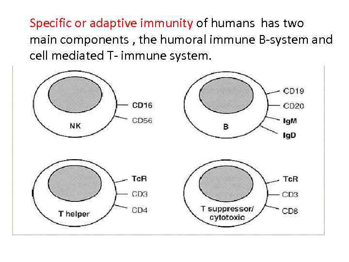 Specific or adaptive immunity of humans has two main components , the humoral immune