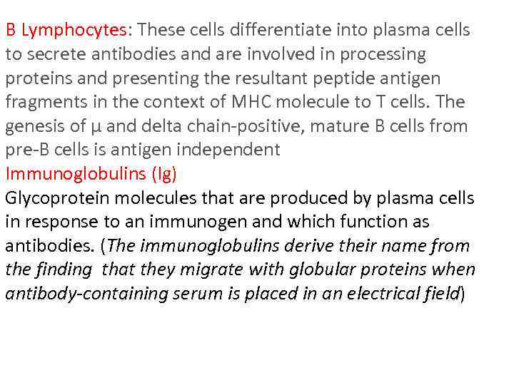 B Lymphocytes: These cells differentiate into plasma cells to secrete antibodies and are involved