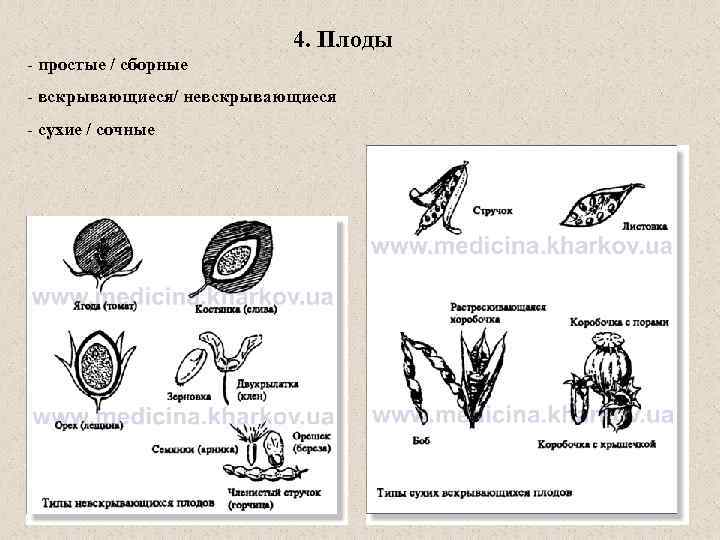 4. Плоды - простые / сборные - вскрывающиеся/ невскрывающиеся - сухие / сочные 