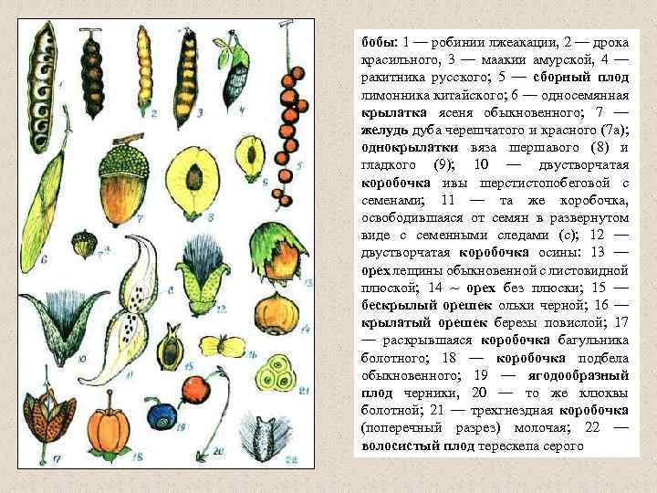 бобы: 1 — робинии лжеакации, 2 — дрока красильного, 3 — маакии амурской, 4