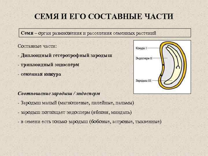 СЕМЯ И ЕГО СОСТАВНЫЕ ЧАСТИ Семя – орган размножения и расселения семенных растений Составные