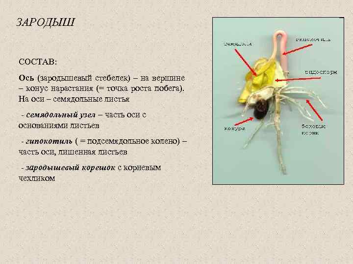 ЗАРОДЫШ СОСТАВ: Ось (зародышевый стебелек) – на вершине – конус нарастания (= точка роста