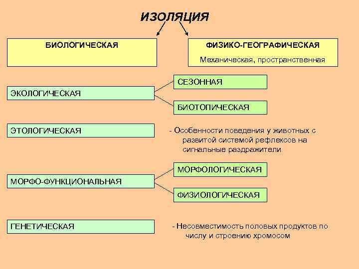 ИЗОЛЯЦИЯ БИОЛОГИЧЕСКАЯ ФИЗИКО-ГЕОГРАФИЧЕСКАЯ Механическая, пространственная СЕЗОННАЯ ЭКОЛОГИЧЕСКАЯ БИОТОПИЧЕСКАЯ ЭТОЛОГИЧЕСКАЯ - Особенности поведения у животных