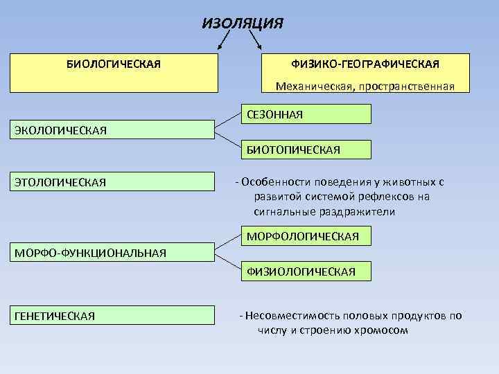 ИЗОЛЯЦИЯ БИОЛОГИЧЕСКАЯ ФИЗИКО-ГЕОГРАФИЧЕСКАЯ Механическая, пространственная СЕЗОННАЯ ЭКОЛОГИЧЕСКАЯ БИОТОПИЧЕСКАЯ ЭТОЛОГИЧЕСКАЯ - Особенности поведения у животных