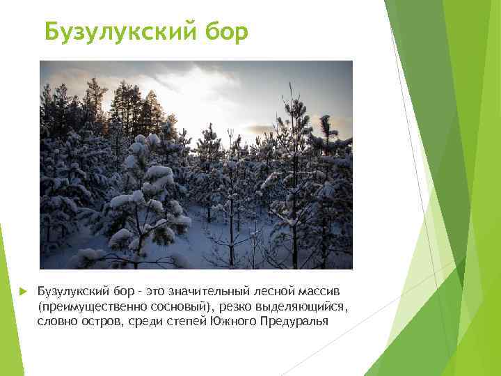 Бузулукский бор – это значительный лесной массив (преимущественно сосновый), резко выделяющийся, словно остров, среди
