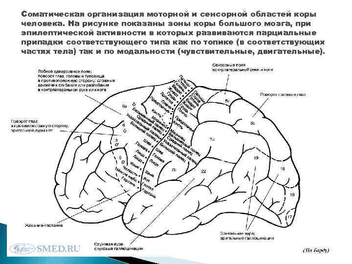 Соматическая организация моторной и сенсорной областей коры человека. На рисунке показаны зоны коры большого