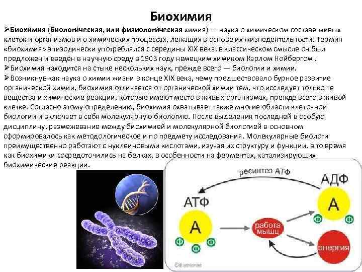 Какой биохимический процесс. Биохимия микроорганизмов. Биохимические процессы в организме.