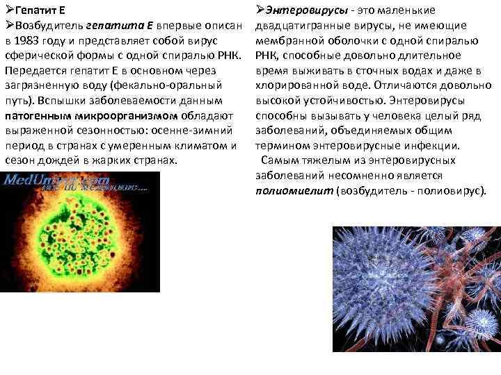 ØГепатит Е ØВозбудитель гепатита Е впервые описан в 1983 году и представляет собой вирус